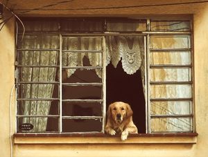MEU AMIGO CÃO...