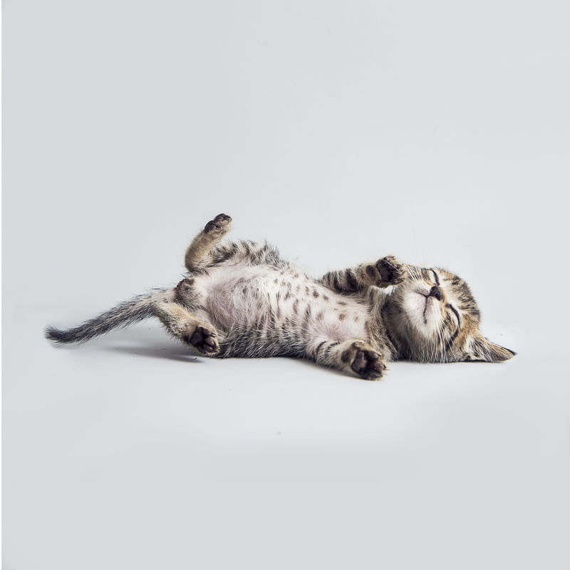 LAZY CAT