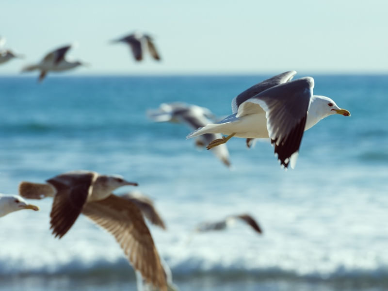 RETRO SEAGULLS
