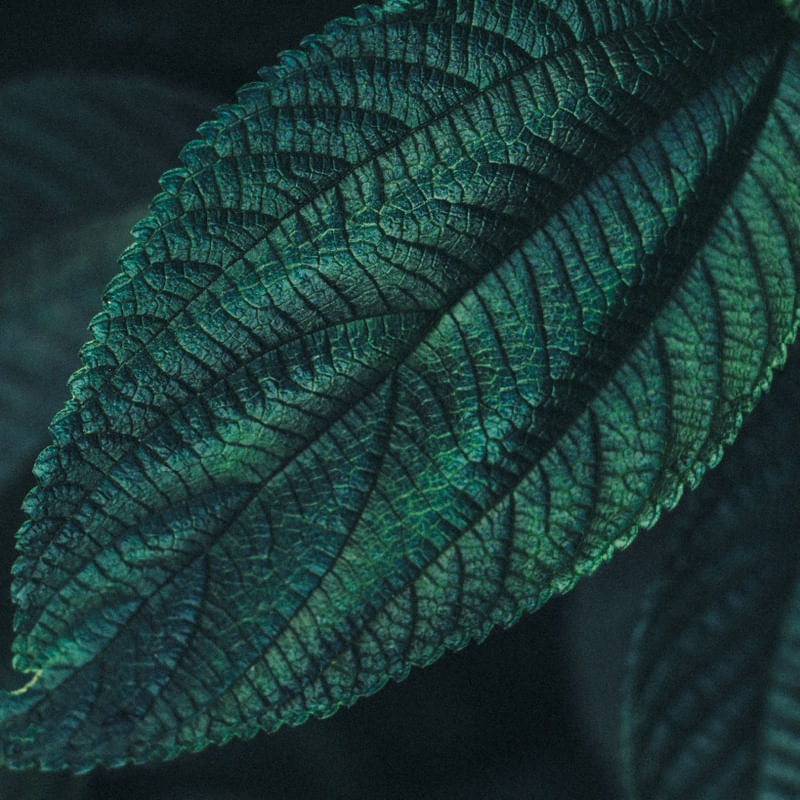 VERDE FOLHA