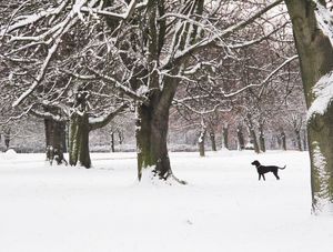 CÃO EM GUARDA NA NEVE