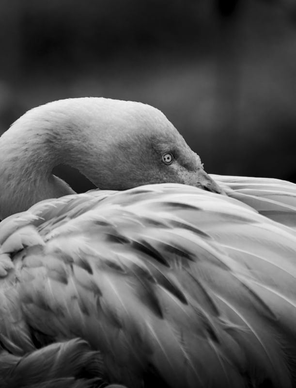 FLAMINGO EM PRETO E BRANCO