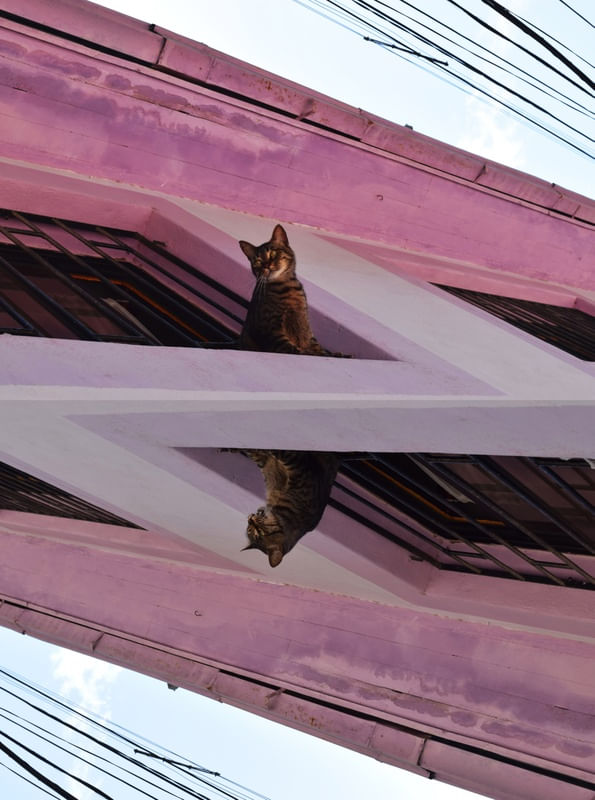 GATOS CHILENOS
