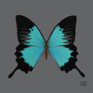 BORBOLETA TURQUESA