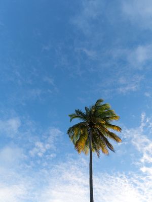 A PALMEIRA