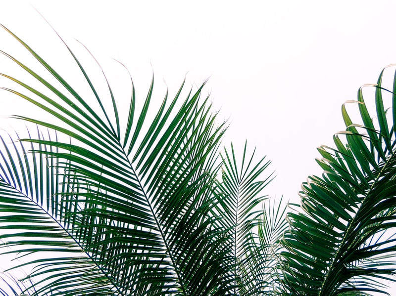 PALMA VERDE