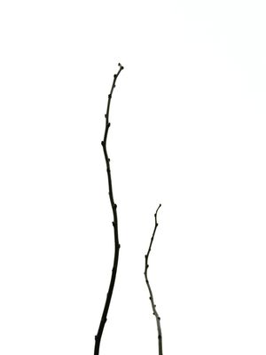 NUDUS