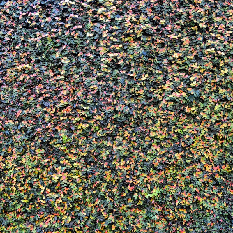 MURO VIVO