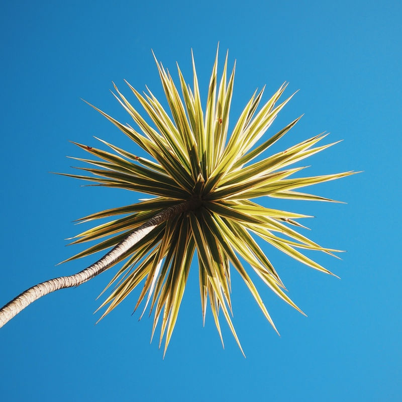 SPINUS