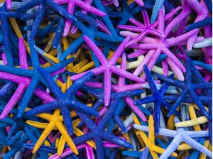ESTRELAS DO MAR