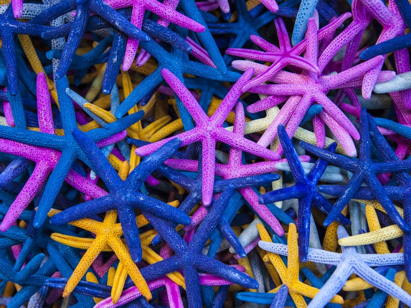 ESTRELAS DO MAR