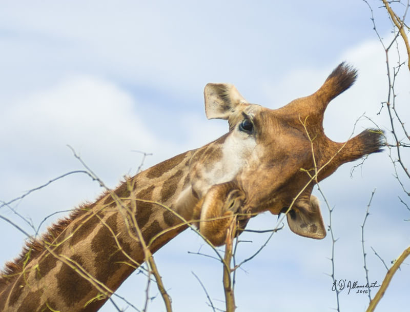 GIRAFA CURIOSA