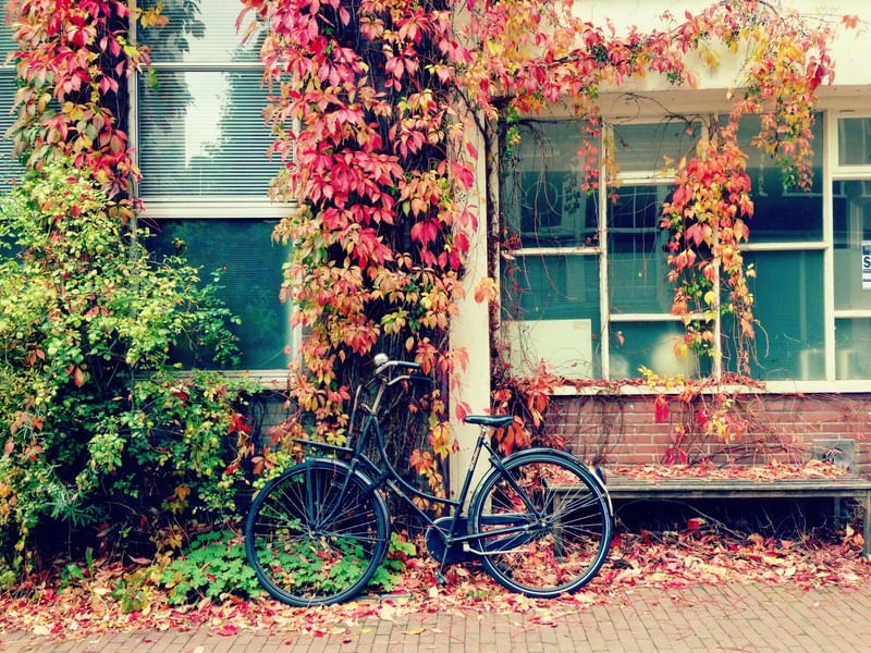 AMSTERDAM OUTONO II