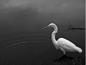 GARÇA NO LAGO