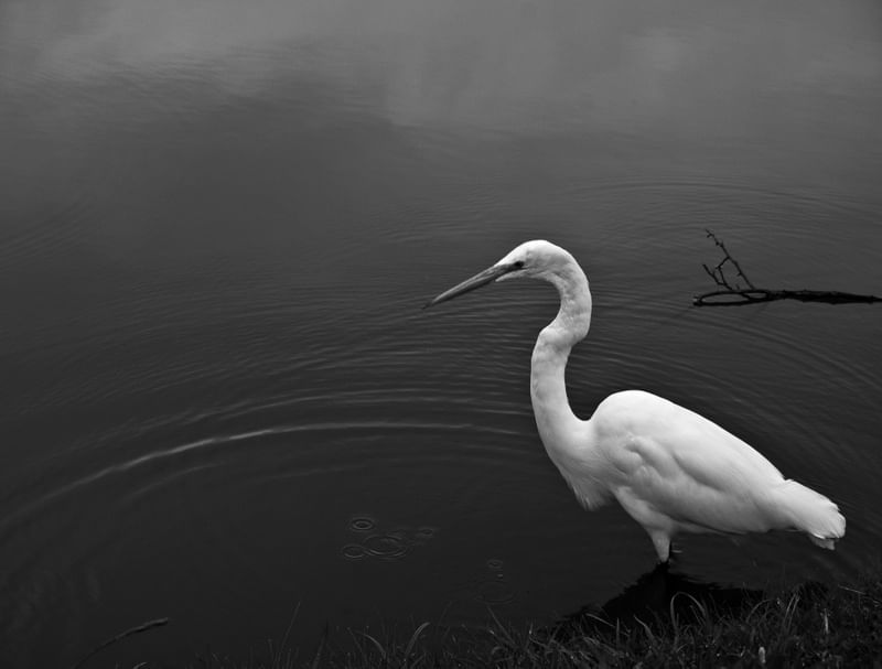 GARÇA NO LAGO