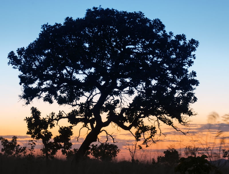 ÁRVORE CONTRA O PÔR DO SOL