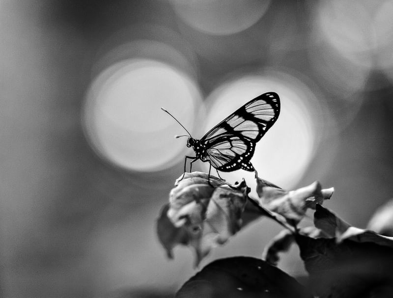 BORBOLETA EM PB