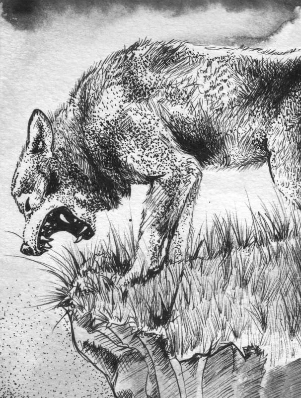 LOBO DARK