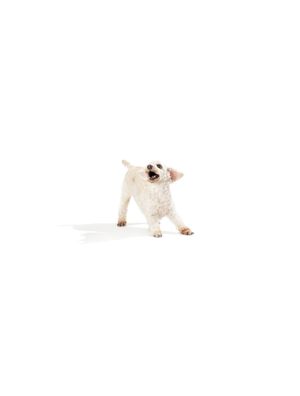 SHADOWS - POODLE