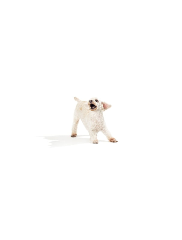 SHADOWS - POODLE