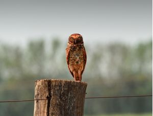 CORUJA POUSADA NO TRONCO