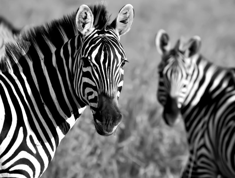 LISTRAS E ZEBRAS