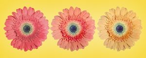 GRADIENT FLOWERS
