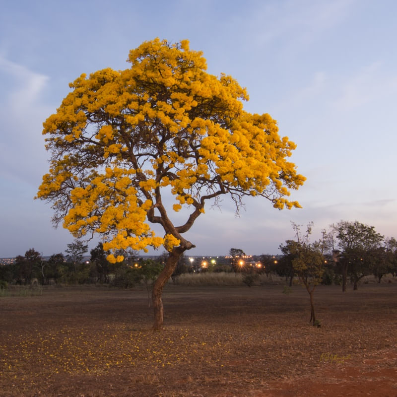 IPÊ AMARELO NO CREPÚSCULO