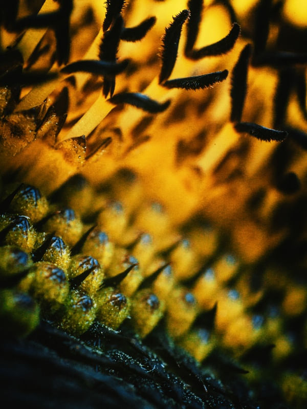 ESPINHOS DE SOL