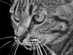 GATUNO