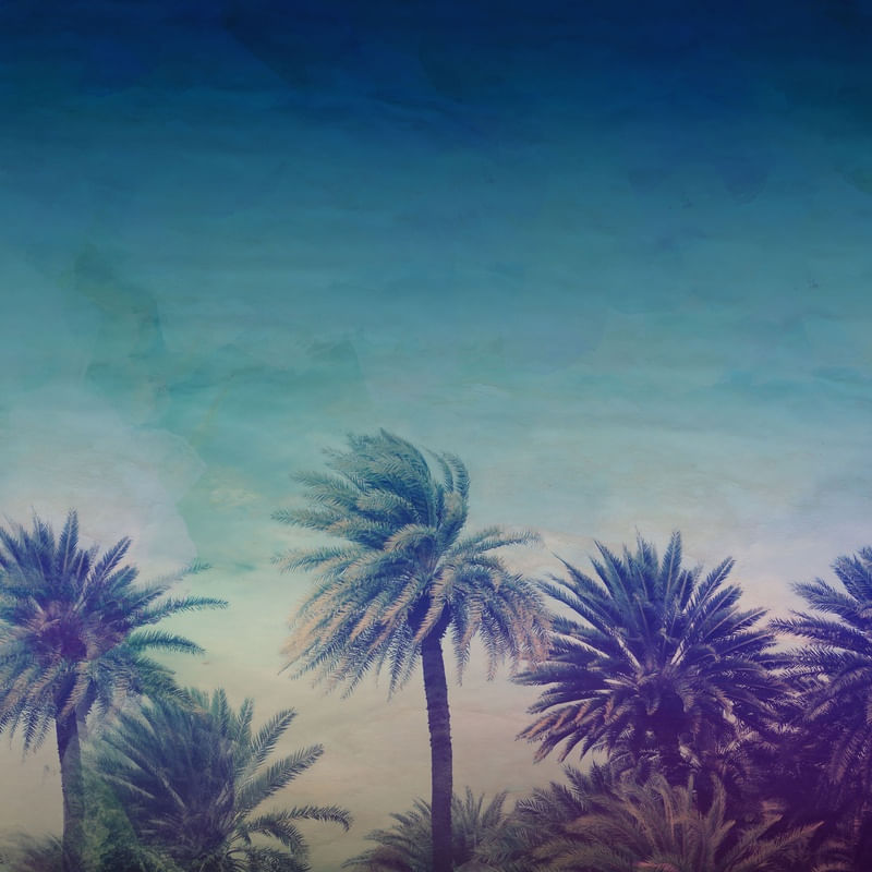 PALM PARADISE