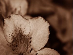 FLOR PB