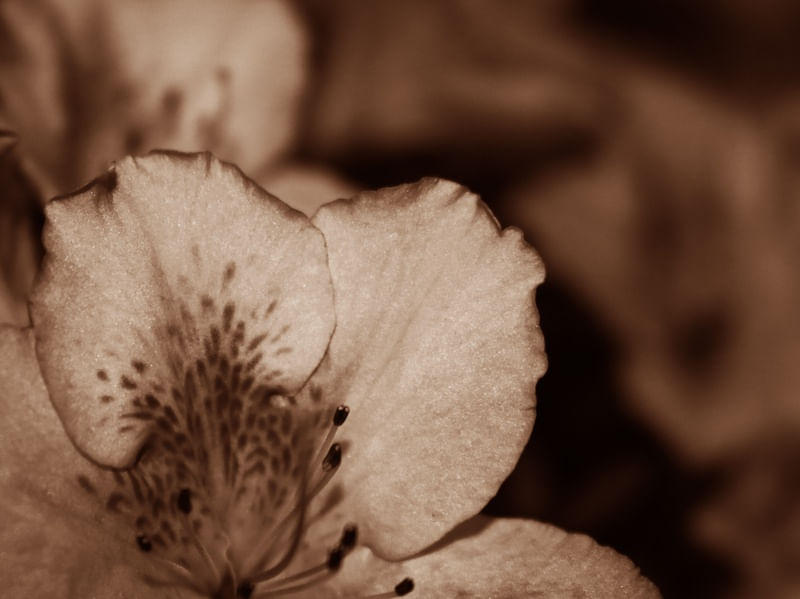 FLOR PB