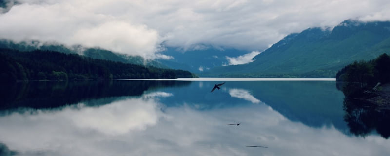 FREE FLIGHT (PANORAMICO)