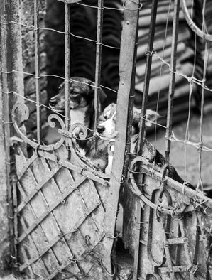 CÃO NO PORTÃO