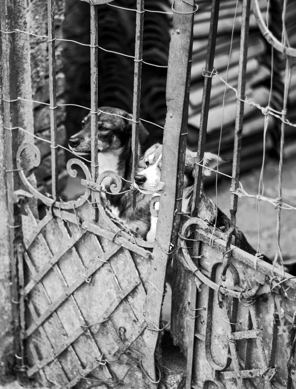 CÃO NO PORTÃO