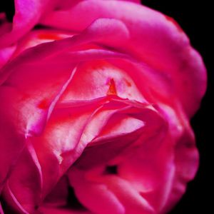 ROSE ROSA TT