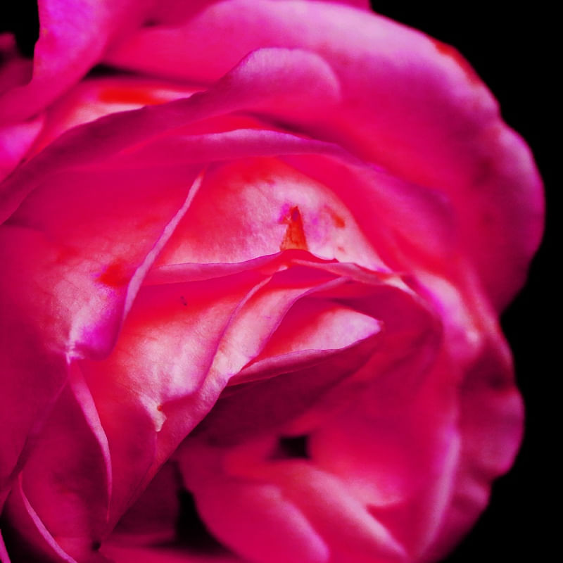 ROSE ROSA TT
