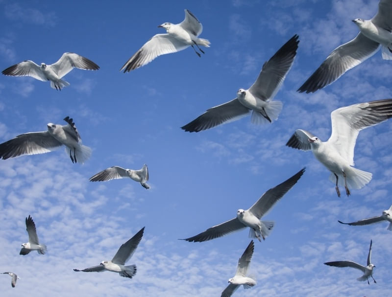 FLY FREE