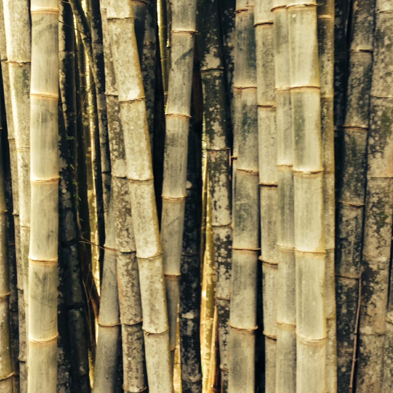 CONJUNTO DE BAMBU