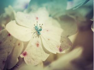 HYDRANGEA I
