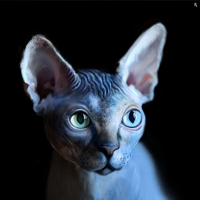 SPHYNX CAT