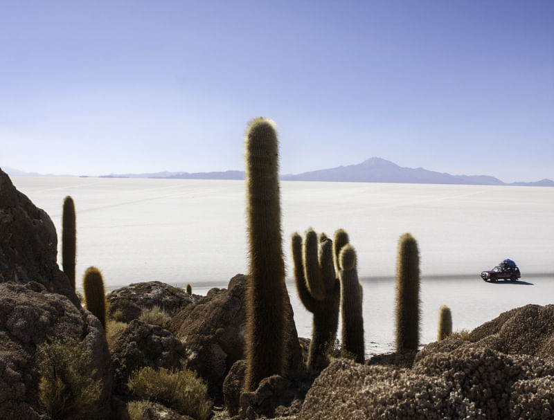 ILHA DE CACTOS