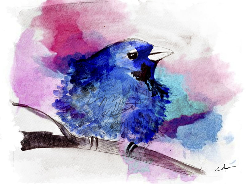 PAJARO