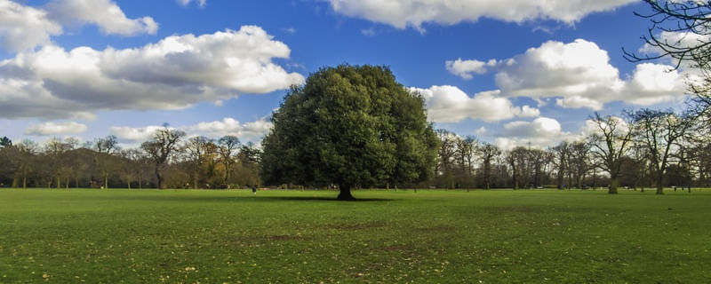 A ÁRVORE DE GREENWICH