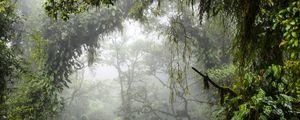 RAINFOREST