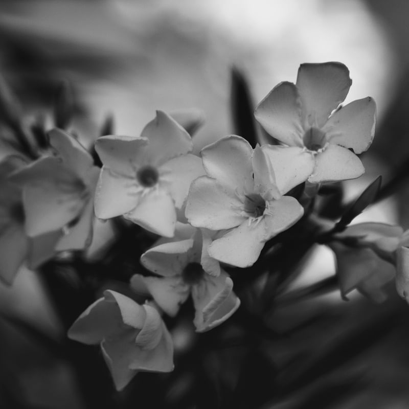 SCARS IN BLACK