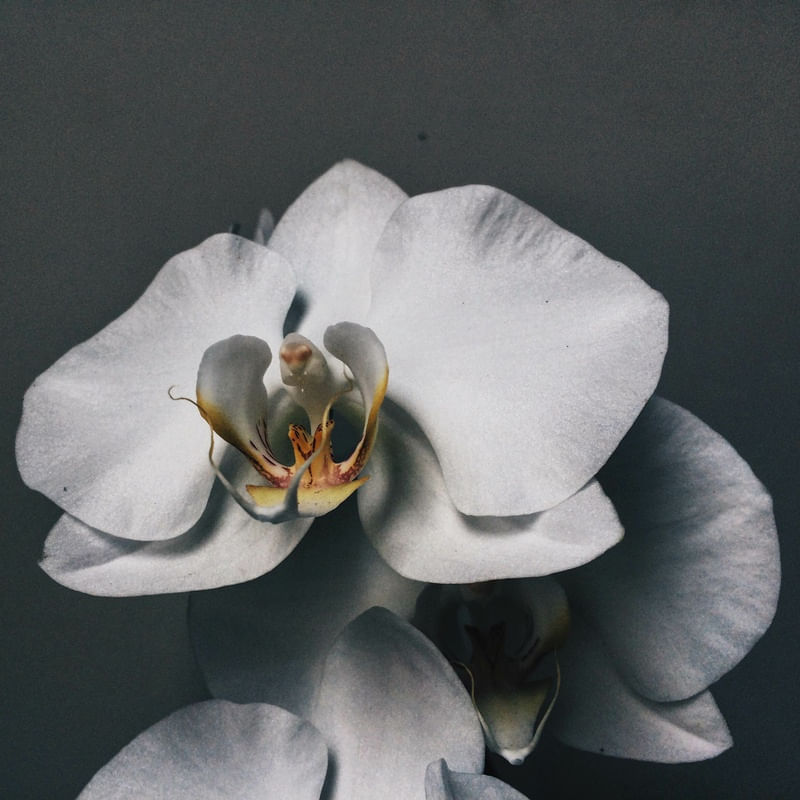 WHITE ORCHID