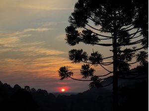 ARAUCARIA ANGUSTIFOLIA
