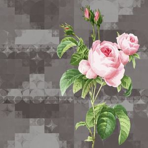 O NOME DA ROSA
